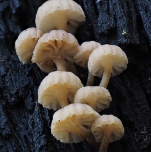 zz agaric (stem; gills white/cream) at Cotter River, ACT - 9 Jul 2016 11:50 AM