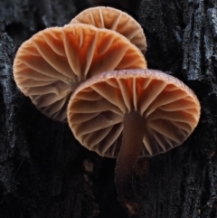 zz agaric (stem; gills not white/cream) at Cotter River, ACT - 8 Jul 2016 by KenT