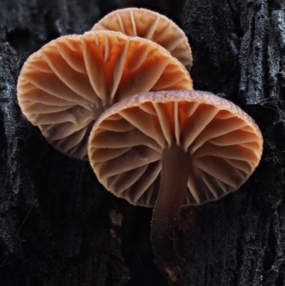 zz agaric (stem; gills not white/cream) at Cotter River, ACT - 9 Jul 2016 by KenT