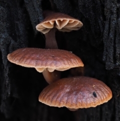 zz agaric (stem; gills not white/cream) at Cotter River, ACT - 9 Jul 2016 09:26 AM