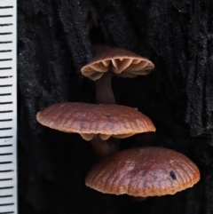 zz agaric (stem; gills not white/cream) at Cotter River, ACT - 9 Jul 2016 09:26 AM