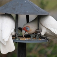 Cacatua tenuirostris (Long-billed Corella) at Higgins, ACT - 7 Aug 2016 by AlisonMilton