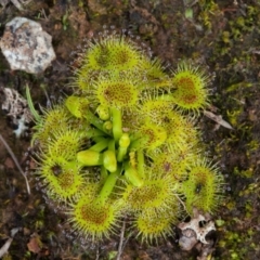 Drosera (genus) (A Sundew) at Murrumbateman, NSW - 7 Aug 2016 by SallyandPeter