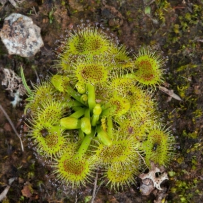 Drosera (genus) (A Sundew) at Murrumbateman, NSW - 7 Aug 2016 by SallyandPeter