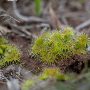 Drosera sp. at Murrumbateman, NSW - 7 Aug 2016 12:00 AM