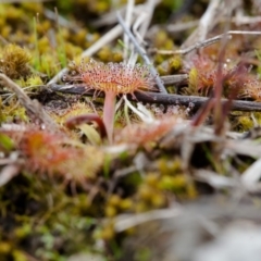 Drosera sp. at Murrumbateman, NSW - 7 Aug 2016 12:00 AM