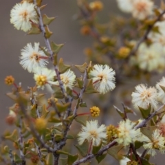 Acacia gunnii (Ploughshare Wattle) at Murrumbateman, NSW - 6 Aug 2016 by SallyandPeter