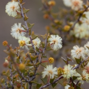 Acacia gunnii at Murrumbateman, NSW - 7 Aug 2016