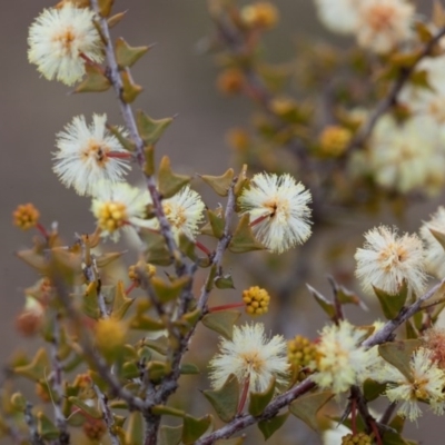 Acacia gunnii (Ploughshare Wattle) at Murrumbateman, NSW - 6 Aug 2016 by SallyandPeter