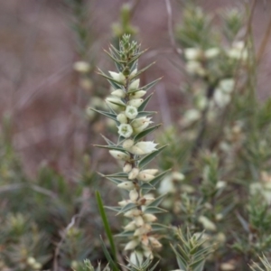 Melichrus urceolatus at Murrumbateman, NSW - 7 Aug 2016