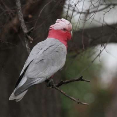 Eolophus roseicapilla (Galah) at Higgins, ACT - 7 Aug 2016 by AlisonMilton