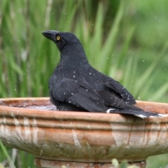 Strepera graculina (Pied Currawong) at Higgins, ACT - 7 Aug 2016 by AlisonMilton