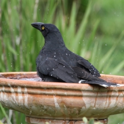 Strepera graculina (Pied Currawong) at Higgins, ACT - 7 Aug 2016 by Alison Milton