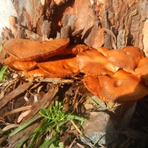 Gymnopilus junonius at Higgins, ACT - 23 Jul 2016 02:31 PM