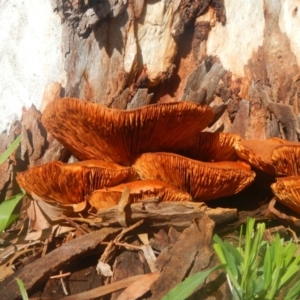 Gymnopilus junonius at Higgins, ACT - 23 Jul 2016 02:31 PM