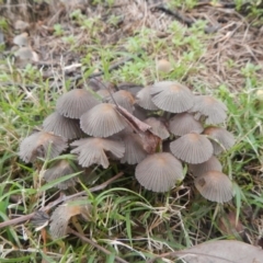 Coprinellus etc. (An Inkcap) at Higgins, ACT - 18 Jun 2016 by Alison Milton