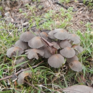 Coprinellus etc. at Higgins, ACT - 19 Jun 2016