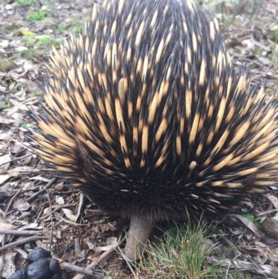 Tachyglossus aculeatus (Short-beaked Echidna) at Mount Majura - 7 Aug 2016 by AaronClausen