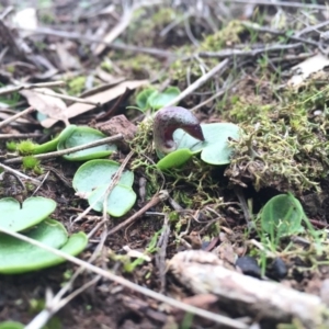 Corysanthes incurva at suppressed - 7 Aug 2016