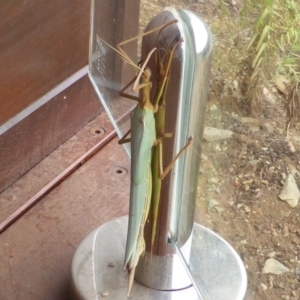 Podacanthus typhon at Yarralumla, ACT - 21 Dec 2015 05:08 PM