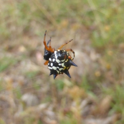 Austracantha minax (Christmas Spider, Jewel Spider) at Jerrabomberra, ACT - 29 Jan 2016 by Mike