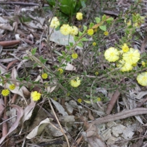 Acacia gunnii at Majura, ACT - 7 Aug 2016