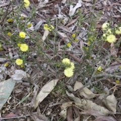 Acacia gunnii at Majura, ACT - 7 Aug 2016