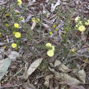 Acacia gunnii at Majura, ACT - 7 Aug 2016