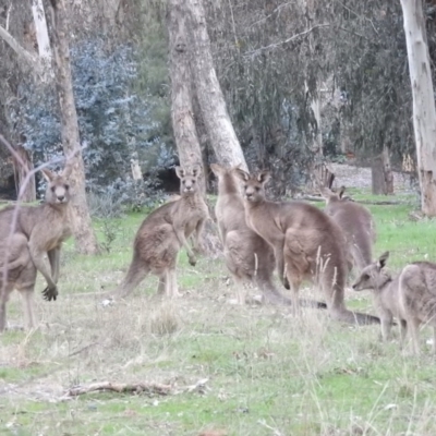 Macropus giganteus (Eastern Grey Kangaroo) at Fadden, ACT - 24 Jul 2016 by ArcherCallaway