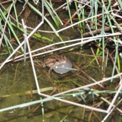 Crinia signifera (Common Eastern Froglet) at Fadden, ACT - 29 Jul 2016 by ArcherCallaway