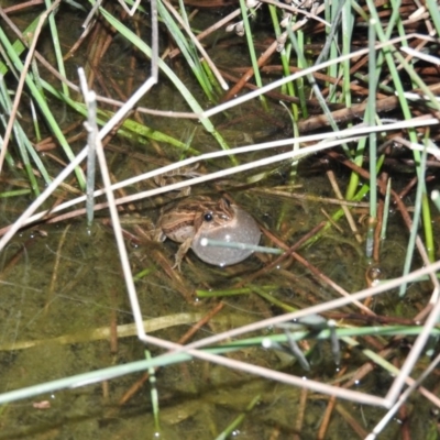 Crinia signifera (Common Eastern Froglet) at Wanniassa Hill - 29 Jul 2016 by RyuCallaway