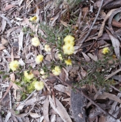 Acacia gunnii (Ploughshare Wattle) at Majura, ACT - 6 Aug 2016 by waltraud