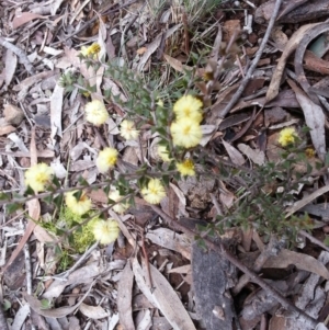 Acacia gunnii at Majura, ACT - 7 Aug 2016 12:00 AM