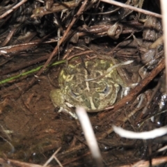 Neobatrachus sudellae (Sudell's Frog or Common Spadefoot) at Fadden, ACT - 29 Jul 2016 by ArcherCallaway