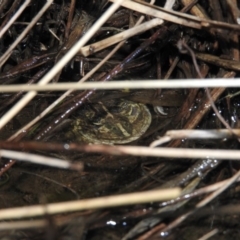 Neobatrachus sudellae at Fadden, ACT - 29 Jul 2016