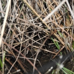 Neobatrachus sudellae at Fadden, ACT - 29 Jul 2016 06:25 PM