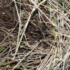 Neobatrachus sudellae at Fadden, ACT - 29 Jul 2016