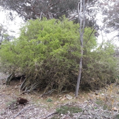 Lycium ferocissimum (African Boxthorn) at Majura, ACT - 7 Aug 2016 by waltraud