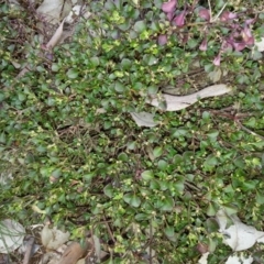 Einadia hastata (Berry Saltbush) at Mount Ainslie - 7 Aug 2016 by waltraud