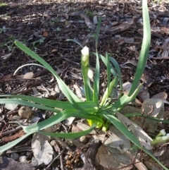 Narcissus tazetta (Jonquil) at Hackett, ACT - 23 Jul 2016 by waltraud