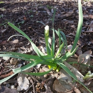 Narcissus tazetta at Hackett, ACT - 24 Jul 2016 08:49 AM