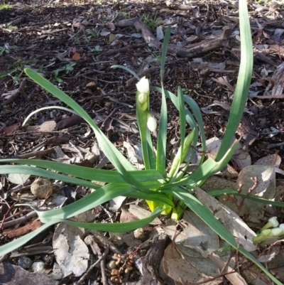 Narcissus tazetta (Jonquil) at Mount Ainslie - 23 Jul 2016 by waltraud