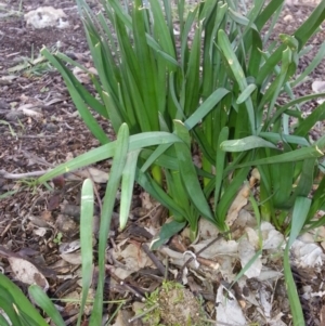 Narcissus tazetta at Hackett, ACT - 24 Jul 2016 08:49 AM