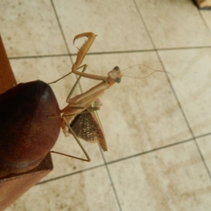 Tenodera australasiae at Fadden, ACT - 25 Jan 2016 07:50 PM