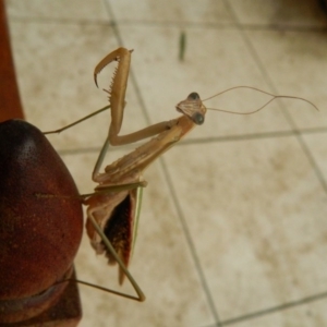 Tenodera australasiae at Fadden, ACT - 25 Jan 2016 07:50 PM