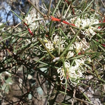 Hakea decurrens subsp. decurrens (Bushy Needlewood) at Majura, ACT - 23 Jul 2016 by waltraud