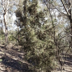 Hakea decurrens subsp. decurrens at Majura, ACT - 24 Jul 2016 09:22 AM