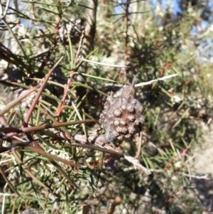 Hakea decurrens subsp. decurrens at Majura, ACT - 24 Jul 2016