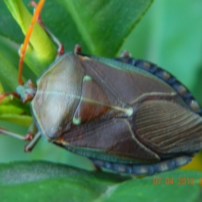 Musgraveia sulciventris (Bronze Orange Bug) at Fadden, ACT - 7 Apr 2013 by ArcherCallaway