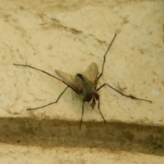Senostoma pallidihirtum (A tachinid fly) at Fadden, ACT - 24 Dec 2013 by RyuCallaway